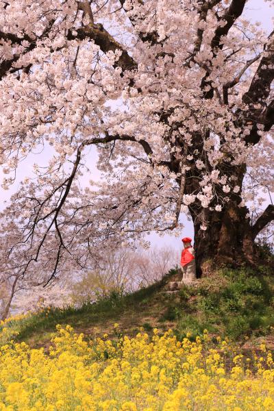 日向の人待地蔵桜 4月22日の様子