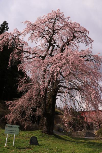 福田寺 4月22日の様子