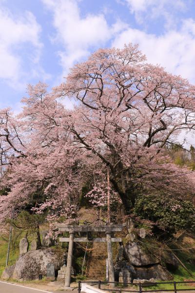 新殿神社 4月22日の様子