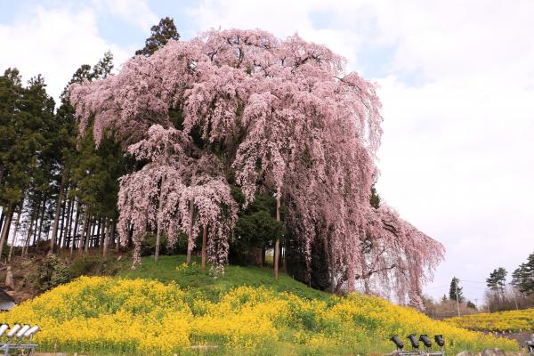 合戦場の桜 4月22日の様子