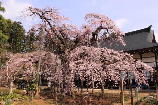 愛蔵寺 4月22日の様子