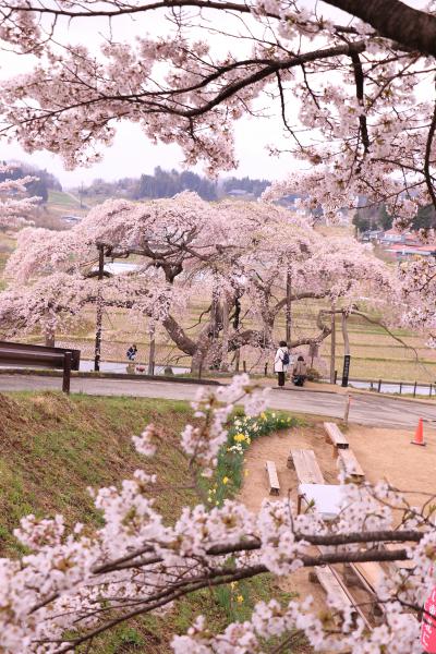 中島の地蔵桜 4月22日の様子