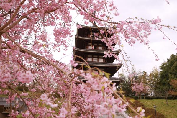 安達ヶ原公園 4月22日の様子