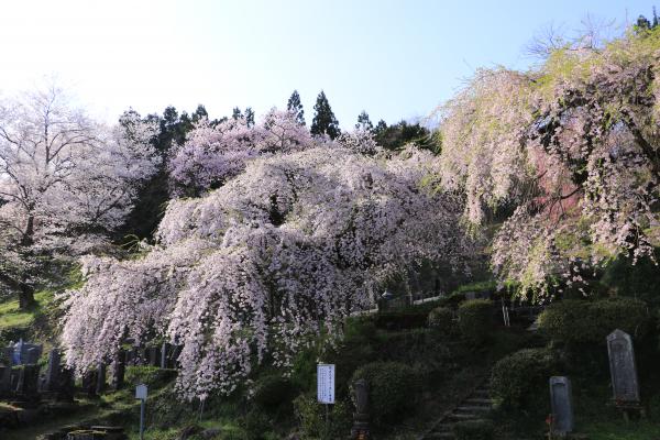 本久寺 4月19日の様子