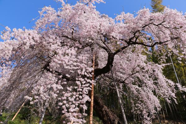 鏡石寺 4月16日の様子