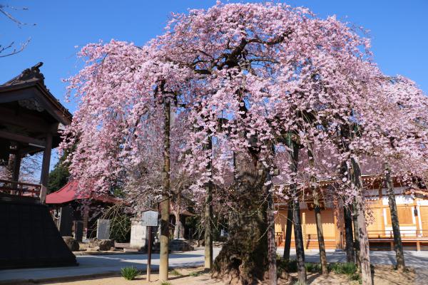 円東寺 4月16日の様子