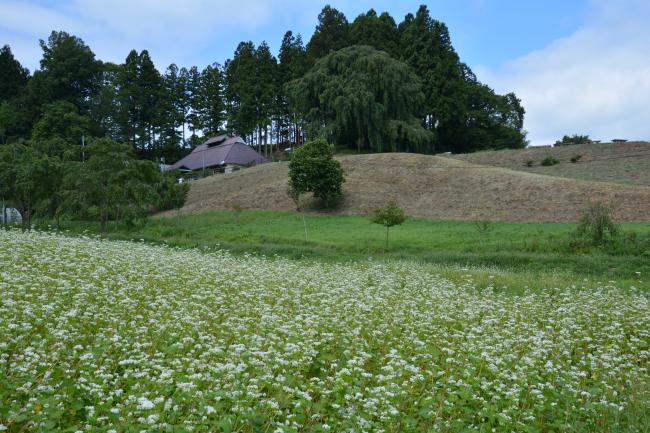 いわしろ高原そば焼酎「合戦場のしだれ桜」03