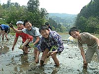 子どもたちが田植えをしている写真