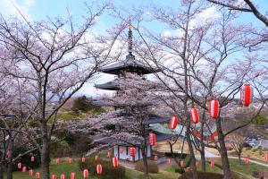 安達ヶ原公園の桜