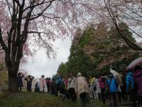 桜がきれいです。