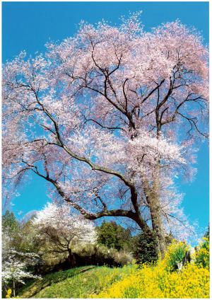 青空の桜