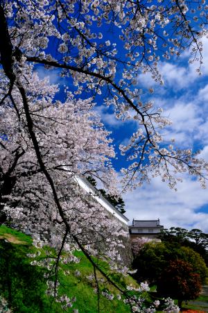 霞ヶ城公園の桜