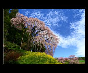 「合戦場のしだれ桜」部門最優秀賞：春うらら