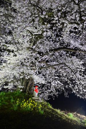 「桜一般」部門最優秀賞：日向の人待ち地蔵桜2