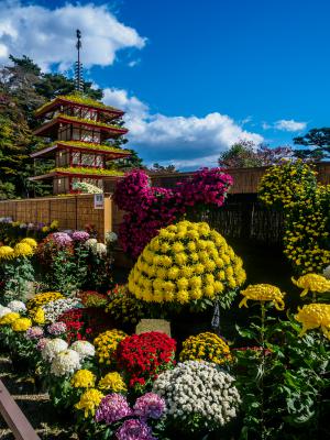 「菊人形」部門最優秀賞：青空と菊人形