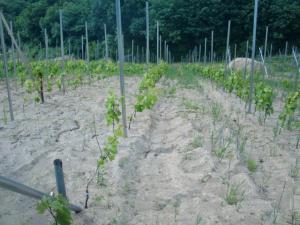 04定植した苗木(平成29年6月)