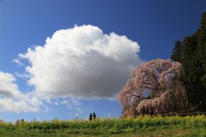 「合戦場のしだれ桜」部門最優秀賞：のどかさ