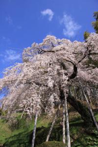 鏡石寺の桜