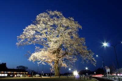 「桜」部門優秀賞 夜空に映える万燈桜