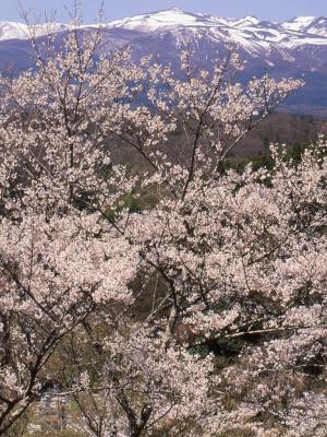 「桜」部門優秀賞 ふるさと爛漫