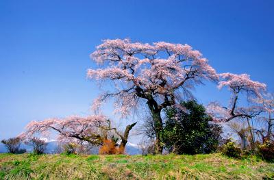 「桜」部門入選 飛翔の季