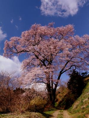 「桜」部門入選 長橋の桜