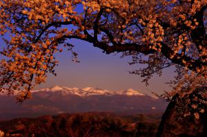 「安達太良山（四季）」部門入選 桜満開の果てに