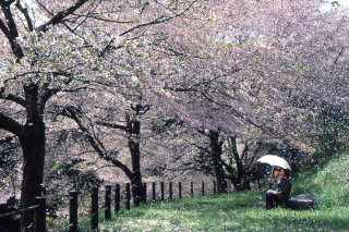 「桜」部門 春風