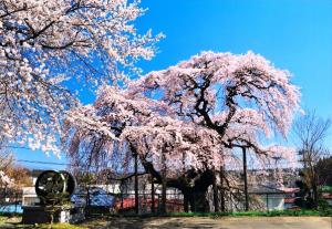 「桜」部門 油井小の桜