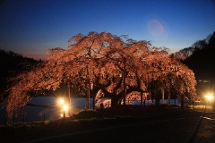 「桜」部門 春の宵