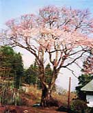 山中の伊三郎桜 