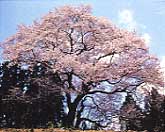 箱石の追猪の桜 