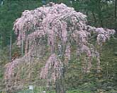 福田寺の糸桜