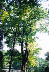 八幡神社のモミジ