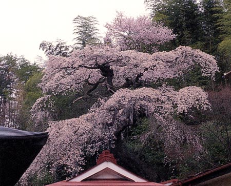 鏡石寺のシダレザクラ