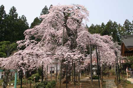 愛蔵寺の護摩ザクラ01