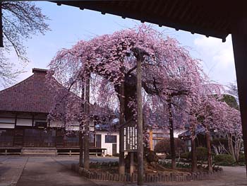 桜の大木(しだれ桜)