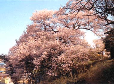 茶園のサクラ