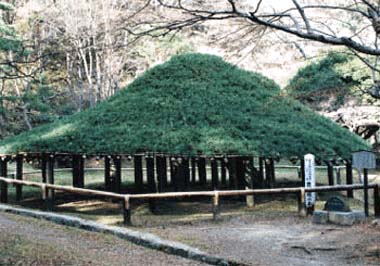 霞ヶ城の傘マツ