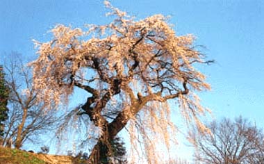 蓮華寺のシダレザクラ