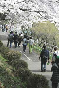 観音丘陵遊歩道の写真