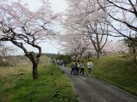 遊歩道にて1(平成26年度)