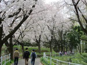 遊歩道の桜(平成27年度)