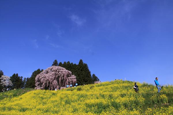 合戦場のしだれ桜2016