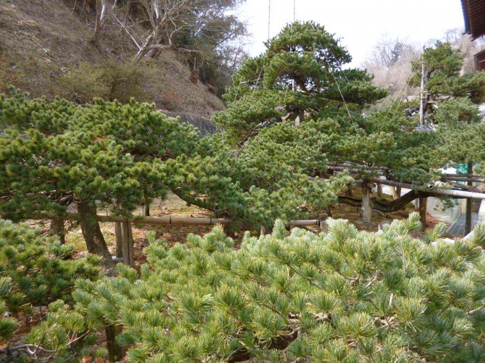 Sainenji Temple