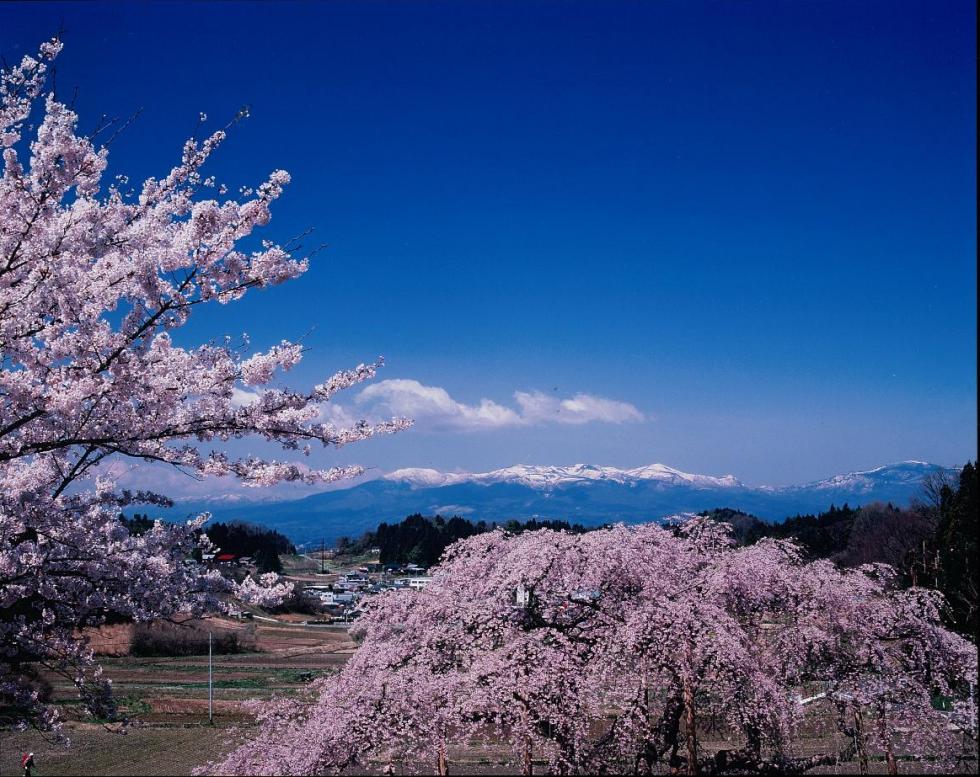 Nakajima no Jizozakura