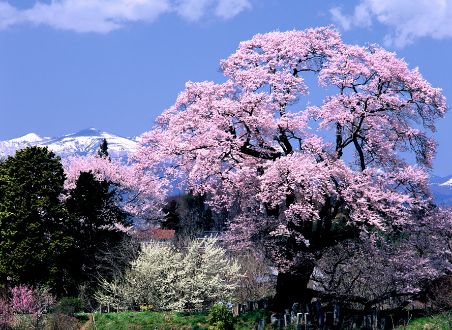 Shionozaki no Ozakura