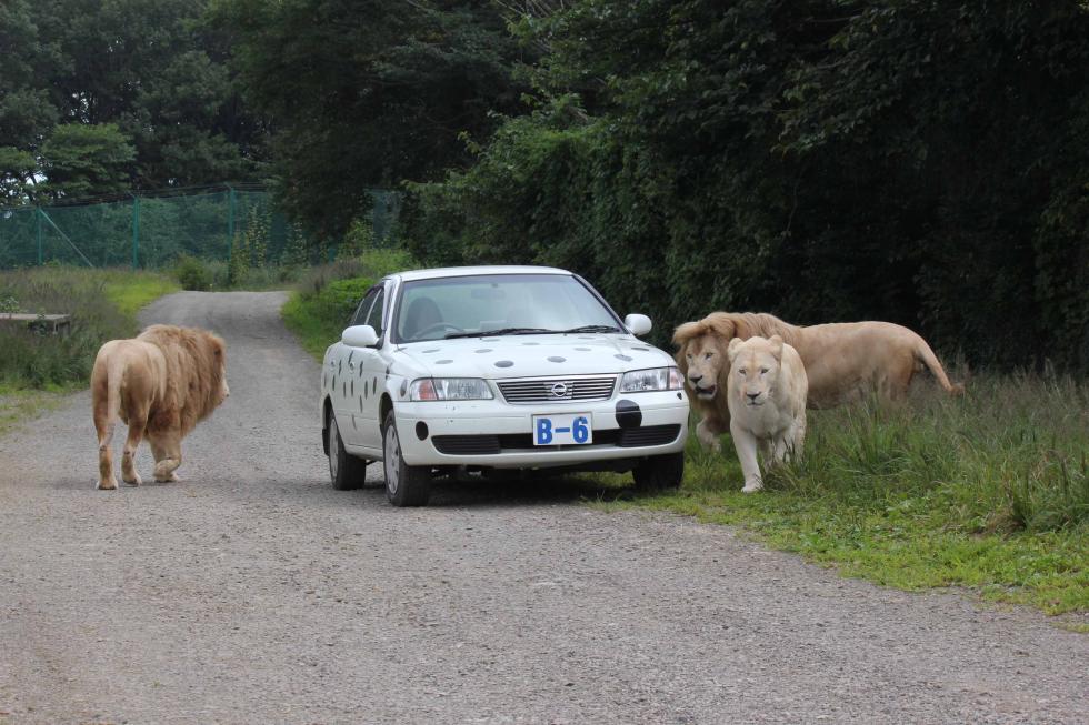 Tohoku Safari Park