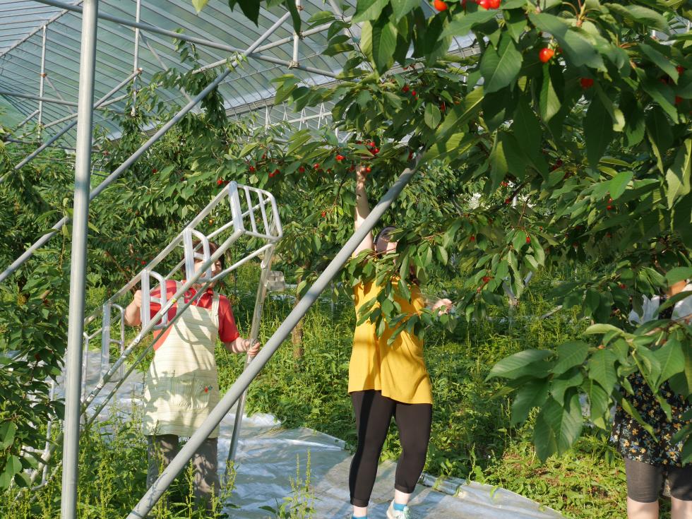 Fruit Picking