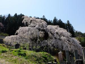 04 本久寺01